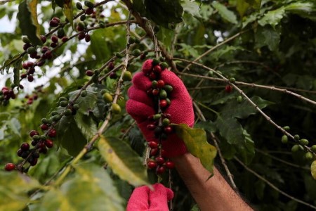 Brazil espresso harvest at 40%, lagging tempo of earlier years – report
