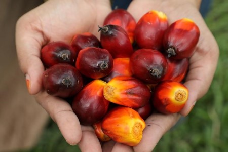 VEGOILS-Palm oil up over 1%, set for first weekly achieve in three