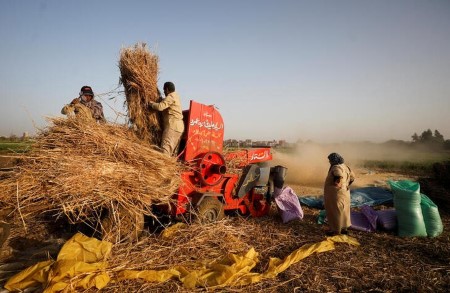 Egypt procures 3.6 mln tonnes of native wheat in harvest – assertion