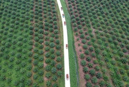 VEGOILS-Palm oil falls forward of Indonesia’s export levy discount, export knowledge