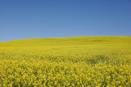 Canada farmers meaning to plant extra canola, much less wheat – StatsCan