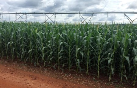 Frosts hit agricultural areas in Brazil and Paraguay