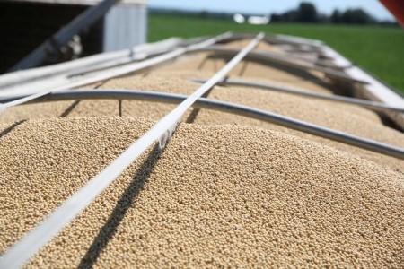 GRAINS-Soybeans agency forward of U.S. crop report; corn eases