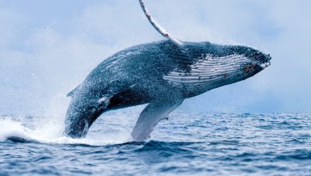 The Whale of Retail: Investing in E-Commerce