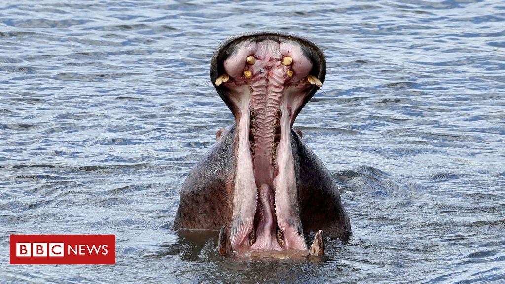 UK seems to be to increase ivory ban to hippos and different animals