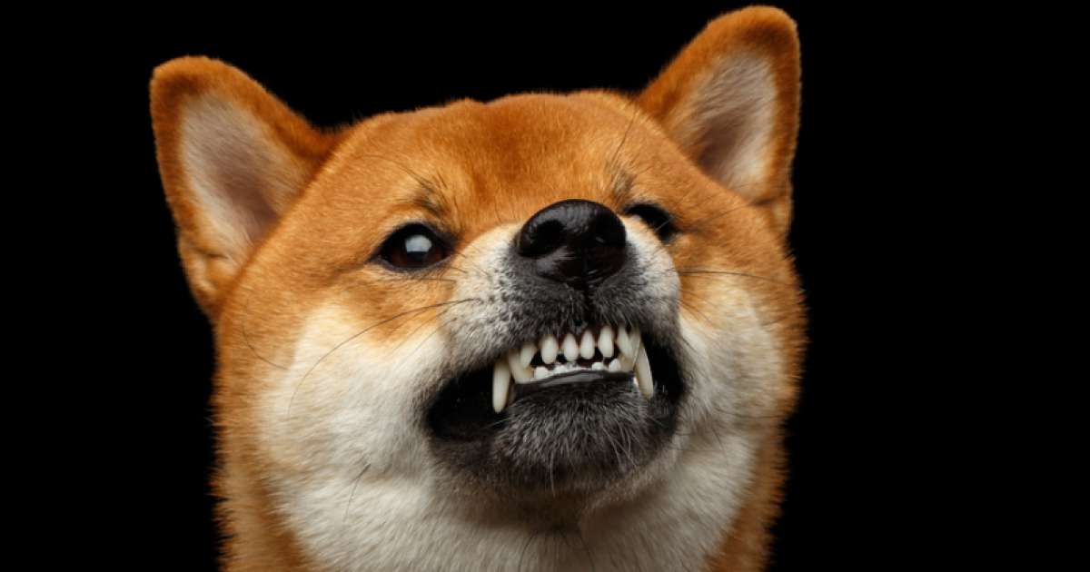 Dogecoin creator blasts crypto as right-wing, hyper-capitalistic and ‘cult-like’ Dogecoin creator blasts crypto as right-wing, hyper-capitalistic and ‘cult-like’