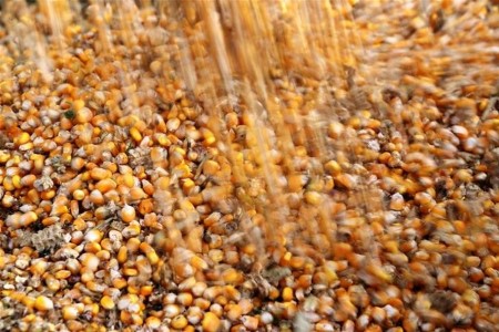 GRAINS-U.S. corn, soy, wheat futures hit highest since mid-June