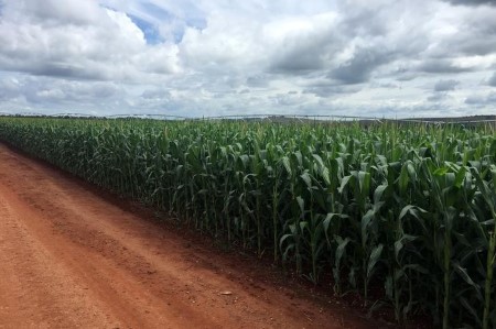 Brazil corn export season kicks off timidly – transport information