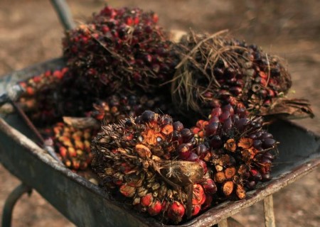 VEGOILS-Palm oil reverses early positive factors as Indian demand eases, rising output weighs