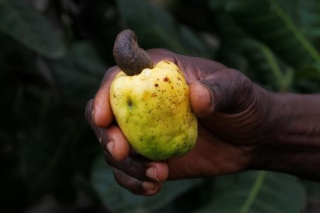 Ivory Coast cashew processors search govt help towards Asian competitors