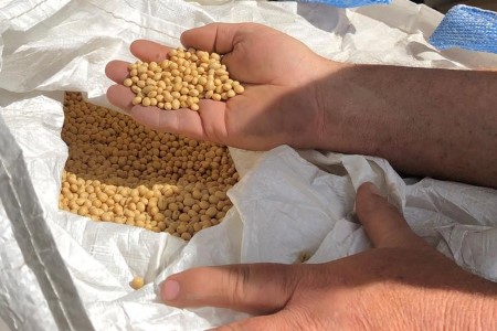 GRAINS-Soybean futures rebound on declining U.S. crop situation