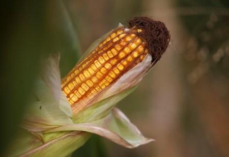GRAINS-Rain pushes corn to 12% weekly drop