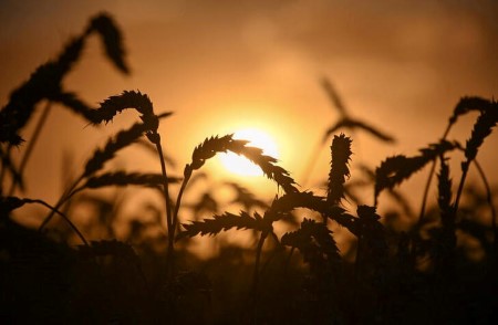 Sovecon cuts its forecast for Russia’s 2021 wheat crop