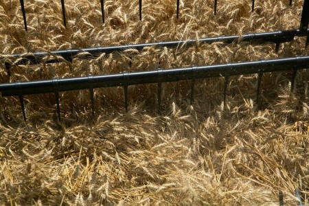 GRAINS-Wheat climbs as drought persists, soybeans pressured