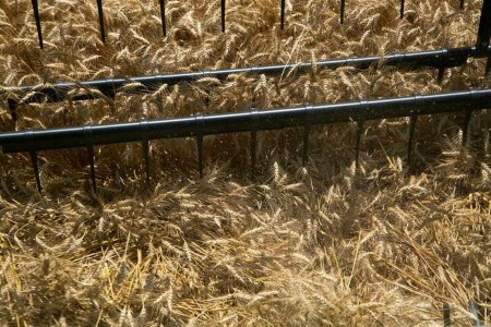 GRAINS-Wheat set for greatest weekly achieve in Four years on climate issues