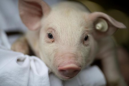 Germany has one other African swine fever case in farm pigs