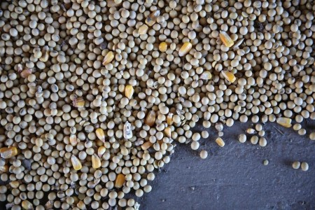 COLUMN-Crop Watch: Corn, soy prospects secure forward of dry stretch -Braun
