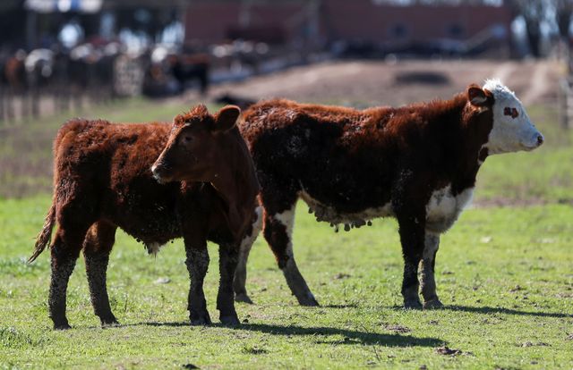 Latin America to defend beef manufacturing at UN meals summit