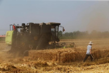 China’s use of wheat in feed seen to remain excessive, farm ministry says
