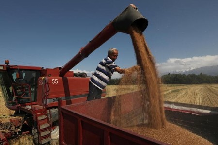 GRAINS-U.S. winter wheat rises for sixth straight day; spring wheat falls