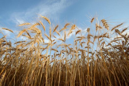 COLUMN-Canadian crop debacle could drive a reroute of wheat, canola commerce -Braun