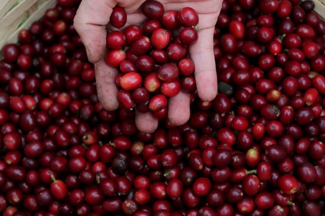 Freak Brazil frost hits coronary heart of espresso belt, damaging crops