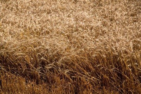 GRAINS-Wheat falls for 1st time in 7 periods; corn, soybeans ease