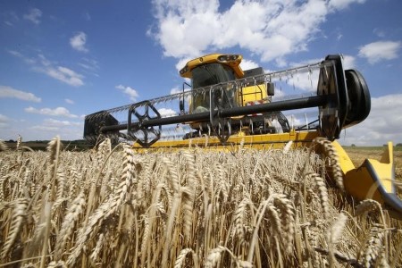Strategie Grains cuts estimate for French delicate wheat harvest