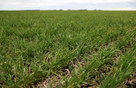 Wheat deteriorates in elements of Argentina because of poor rains -exchange