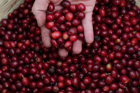 SOFTS-Espresso costs weaken, focus stays on climate in Brazil