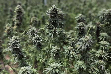 Colombia boosts budding hashish trade by eradicating ban on dry flower exports