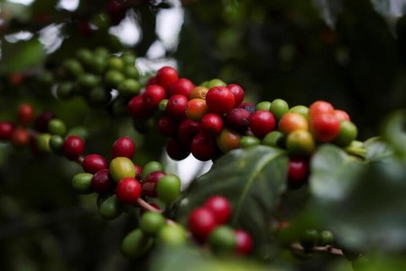 Espresso costs surge as uncommon chilly threatens Brazilian manufacturing