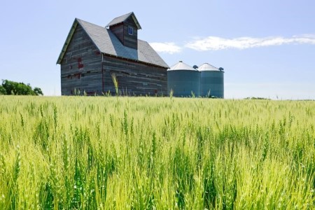 Southern, japanese North Dakota spring wheat yields harm by drought -tour