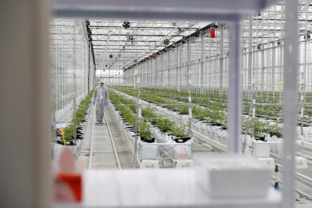 Tilray shares boosted by greater revenue, income
