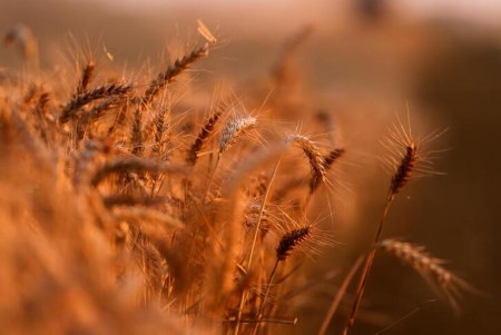 GRAINS-Wheat climbs as dry climate hits U.S. spring crop; corn, soy comply with