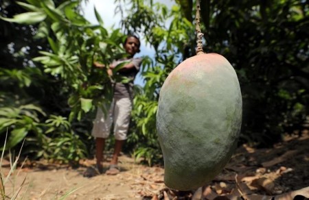 Warmth wave shrivels mango crop for Egypt’s farmers