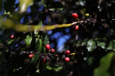 Espresso, cane and orange crops in danger as temperatures plunge in Brazil