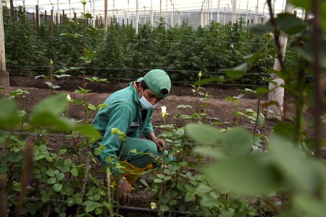 Ecuador’s flower business shifts towards hemp as rose gross sales wither