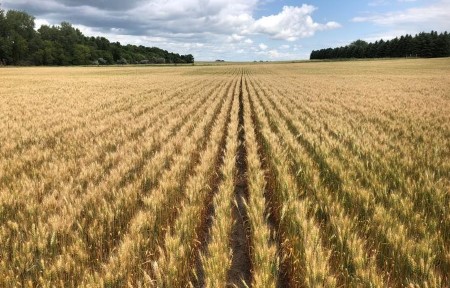 North Dakota spring wheat crop slashed by drought -crop tour