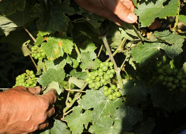 Champagne growers wrestle in one of many wettest summers on report