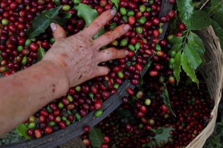 SOFTS-Espresso costs fall almost 9% as Brazil frosts seem much less intense