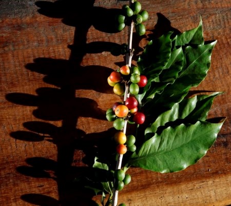 Frosts stain Brazil espresso belt, growers see almost a 3rd of fields hit