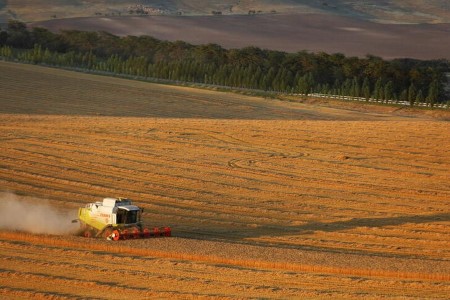 Russia’s IKAR lowers wheat manufacturing forecast
