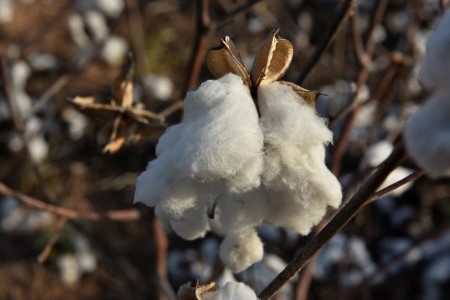 Funds enhance lengthy place in cotton, uncooked sugar