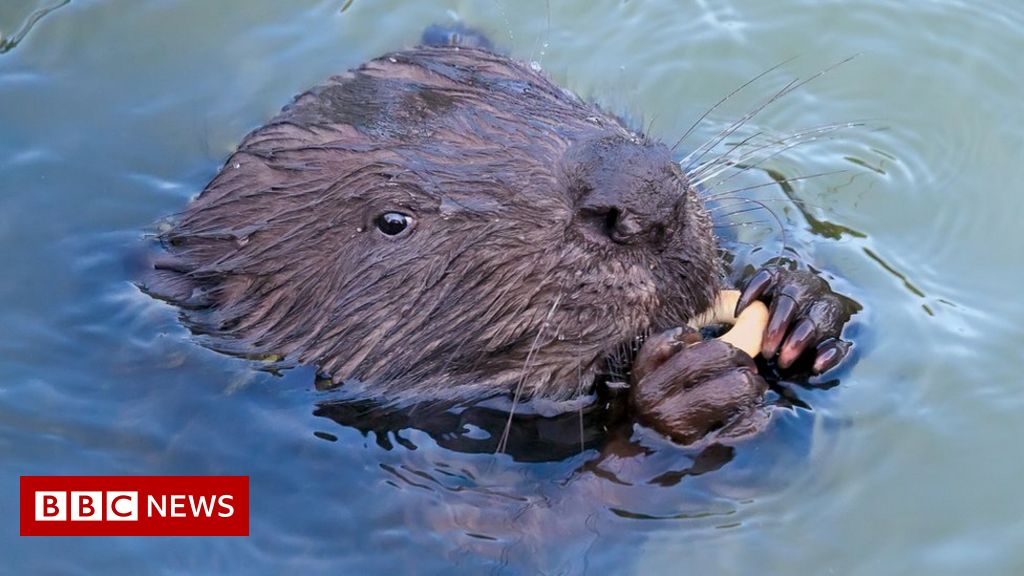 Session begins on beaver reintroductions