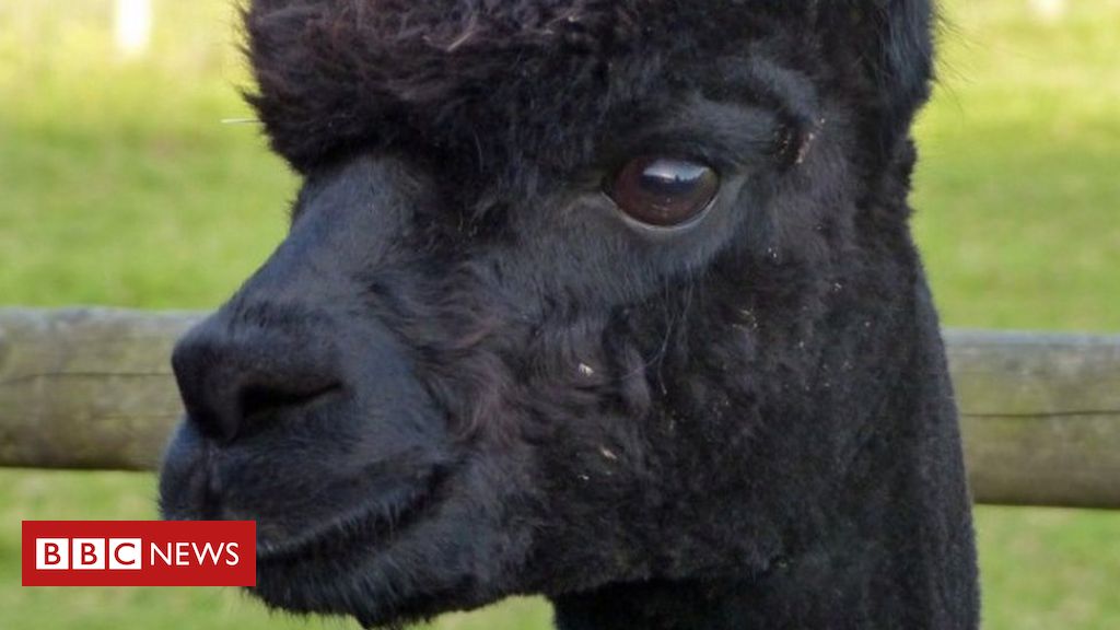 Geronimo: Minister urged to not enable 'wholesome' alpaca's dying