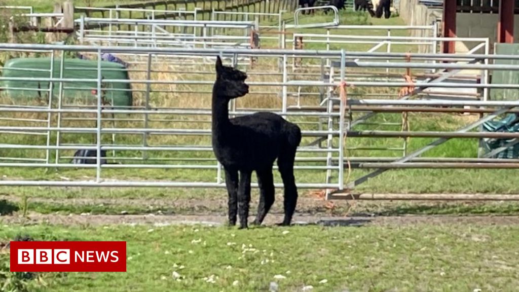 Stanley Johnson backs saving death-row alpaca Geronimo Stanley Johnson backs saving death-row alpaca Geronimo