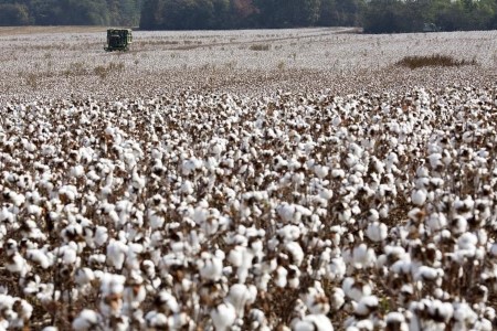 Cotton futures flat as provide set to match good demand