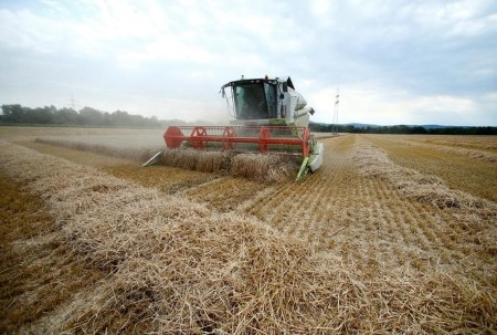 German farming foyer cuts winter wheat crop forecast after rain