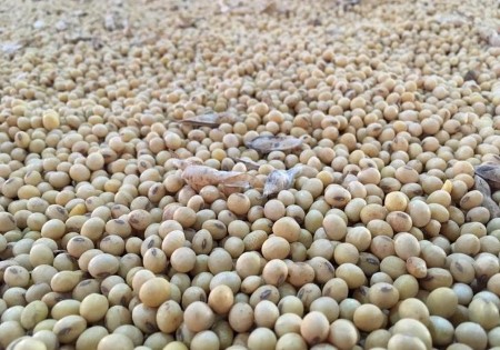 Brazil farmers pre-sell some 34 mln T of soybeans from subsequent crop -Safras